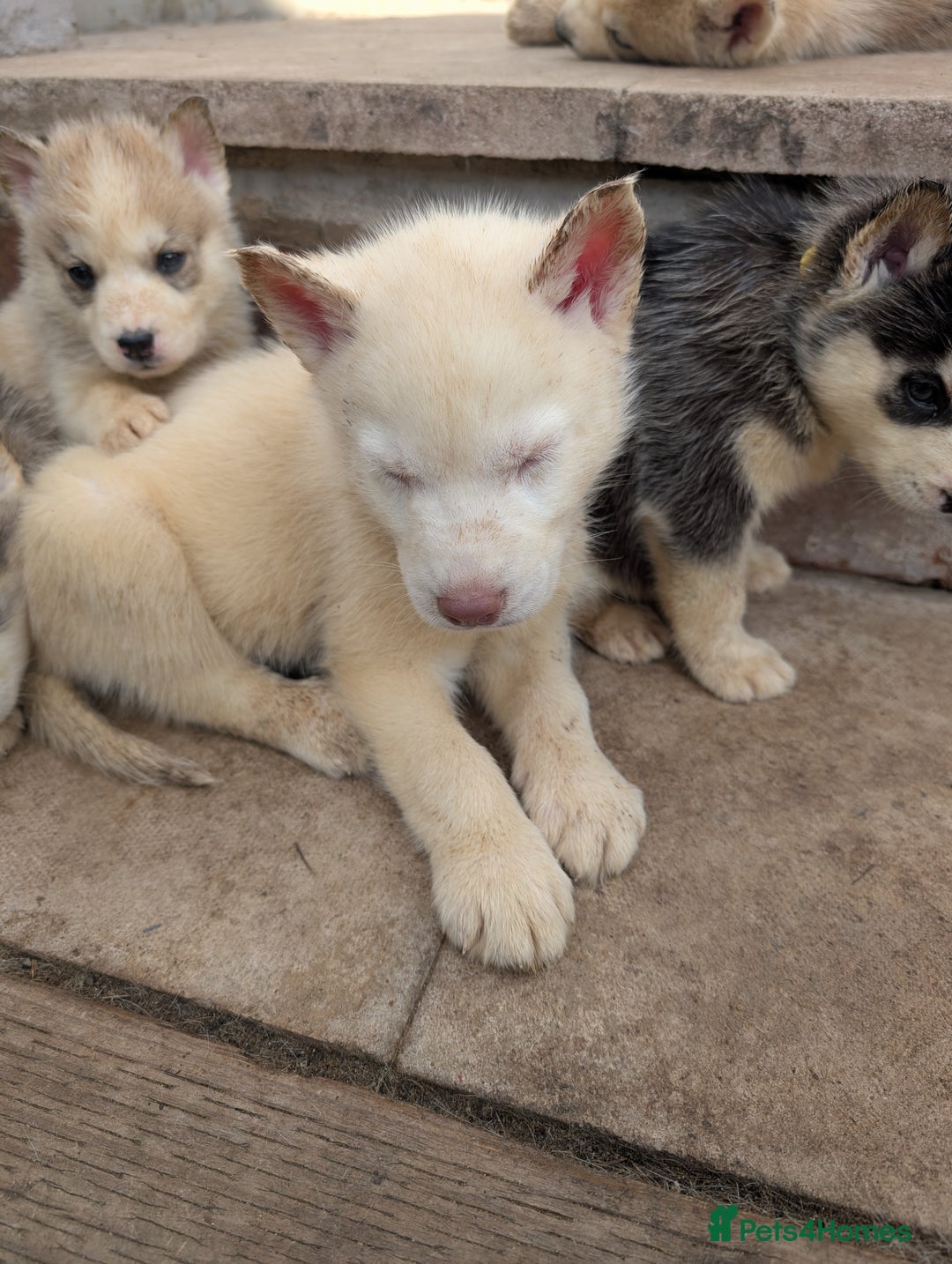 Siberian Husky dogs for sale: 5 Syberrian Husky puppies - Image 27