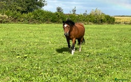Welsh Section C horses for sale: Exceptional Welsh pony… - Image 2
