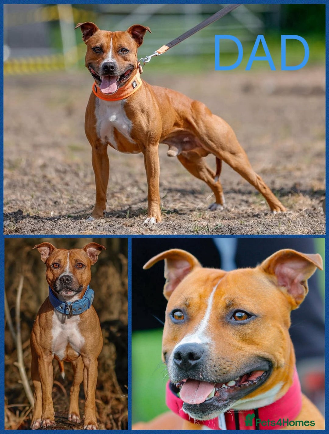 Staffordshire Bull Terrier dogs for sale: Beautiful Staffy Puppies > Ready Now - Advert 4