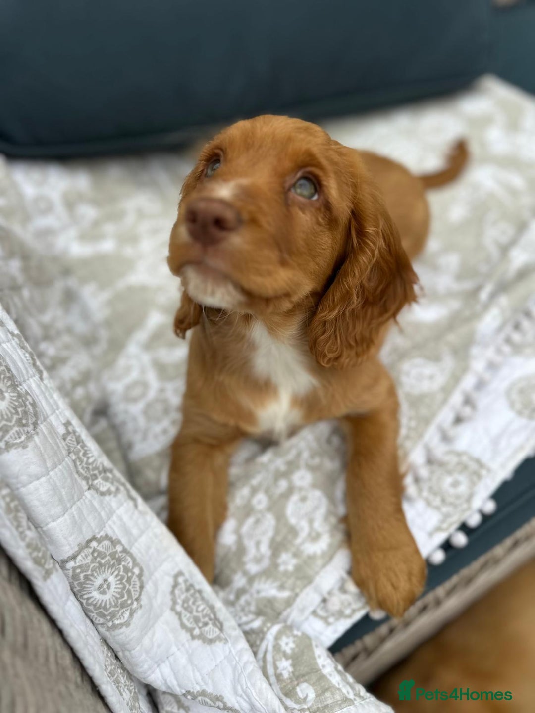 Cocker Spaniel dogs for sale: Stunning KC registered Working Cocker Spaniels  - Image 15