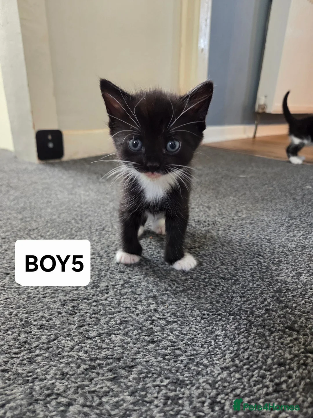 Mixed Breed cats for sale: 6 kittens ready to go to their forever home in Lincoln - Advert 23
