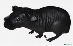 Guinea Pig rodents for sale: Cute black hairless skinny pig boar baby - Image 2