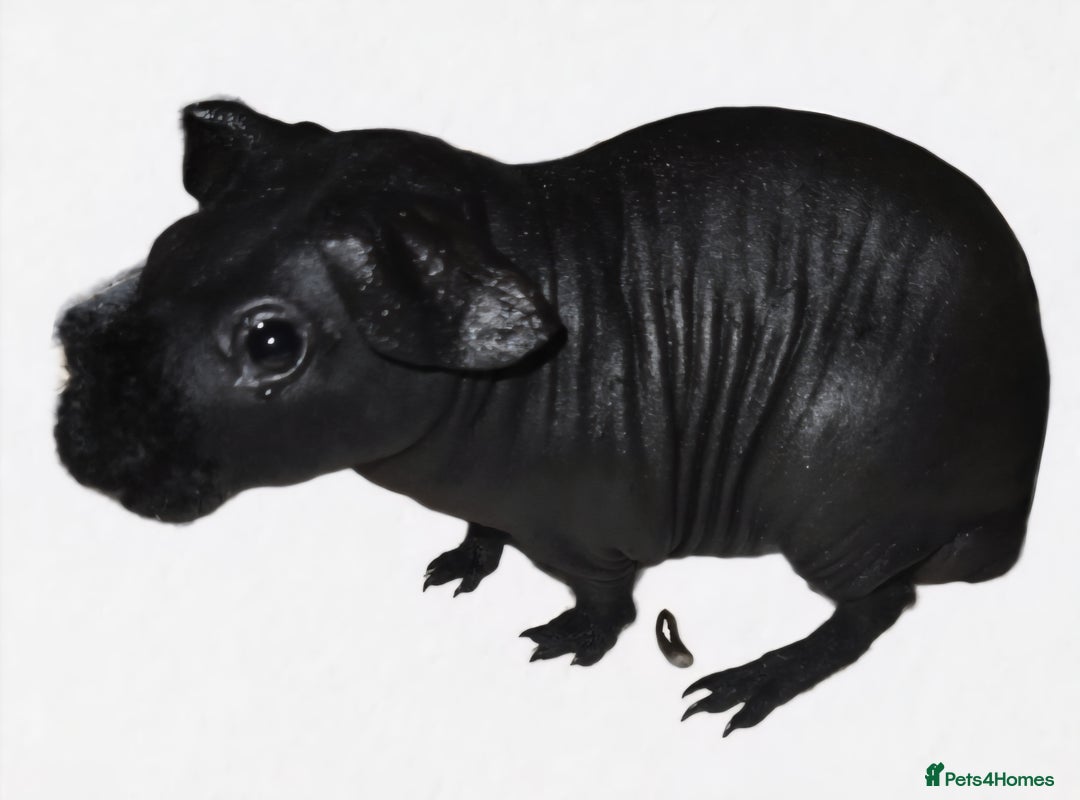 Guinea Pig rodents for sale: Cute black hairless skinny pig boar baby - Image 2