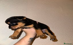 Jack Russell dogs for sale: Jack Russel puppies ready now! Dob is wrong - Image 6