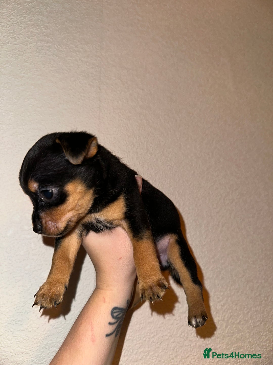 Jack Russell dogs for sale: Jack Russel puppies ready now! Dob is wrong - Image 6