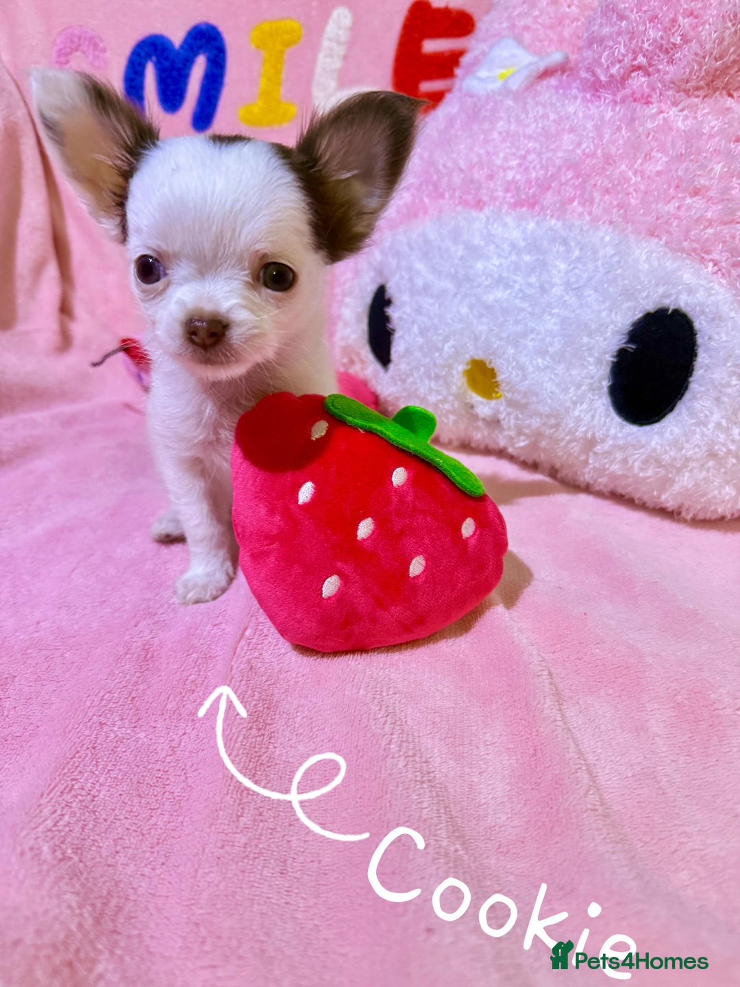 Chihuahua dogs for sale: 🔥 Adorable long-haired Chihuahua puppies for sale - Image 2