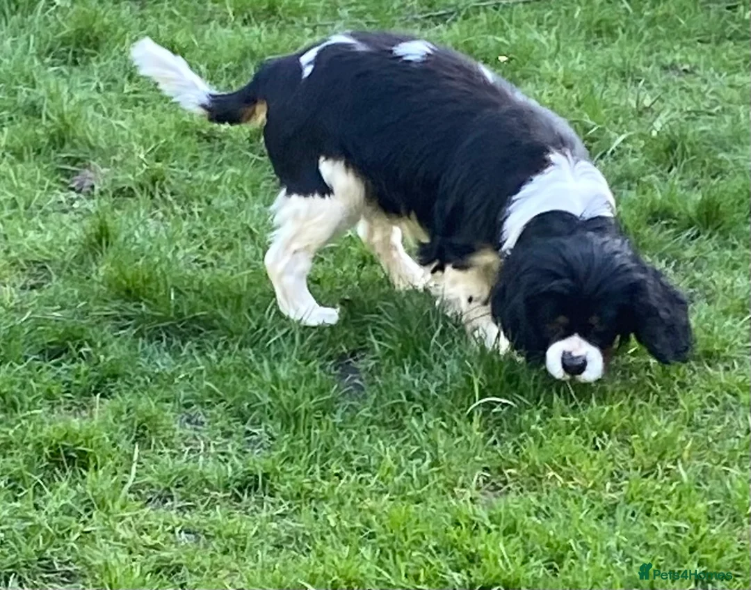 Cavalier King Charles Spaniel dogs for adoption: Cavalier King Charles  - Advert 2