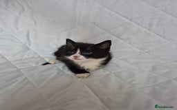 Mixed Breed cats for sale: 4 beautiful fluffy kittens ready now - Image 11