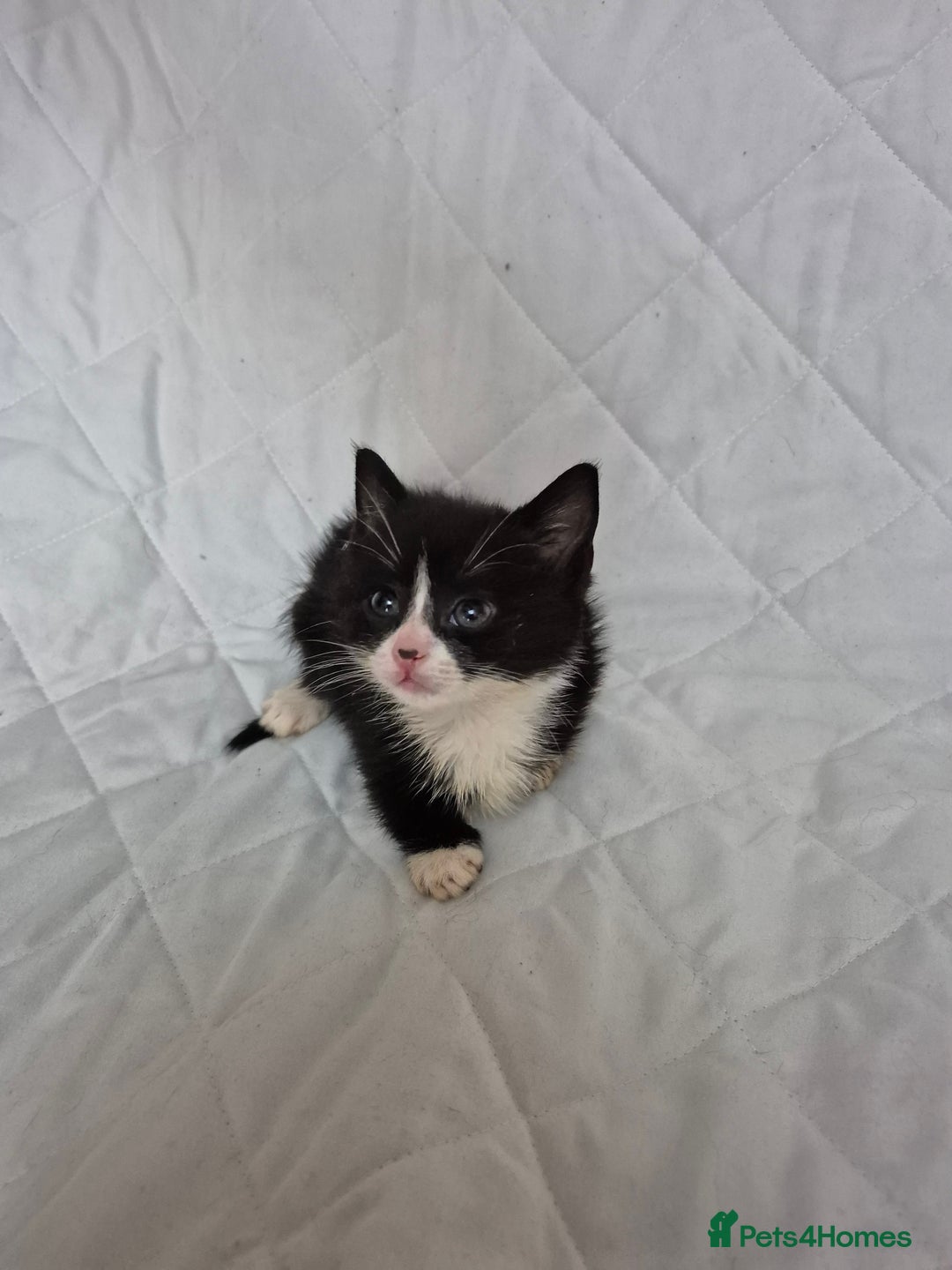 Mixed Breed cats for sale: 4 beautiful fluffy kittens ready now - Image 11