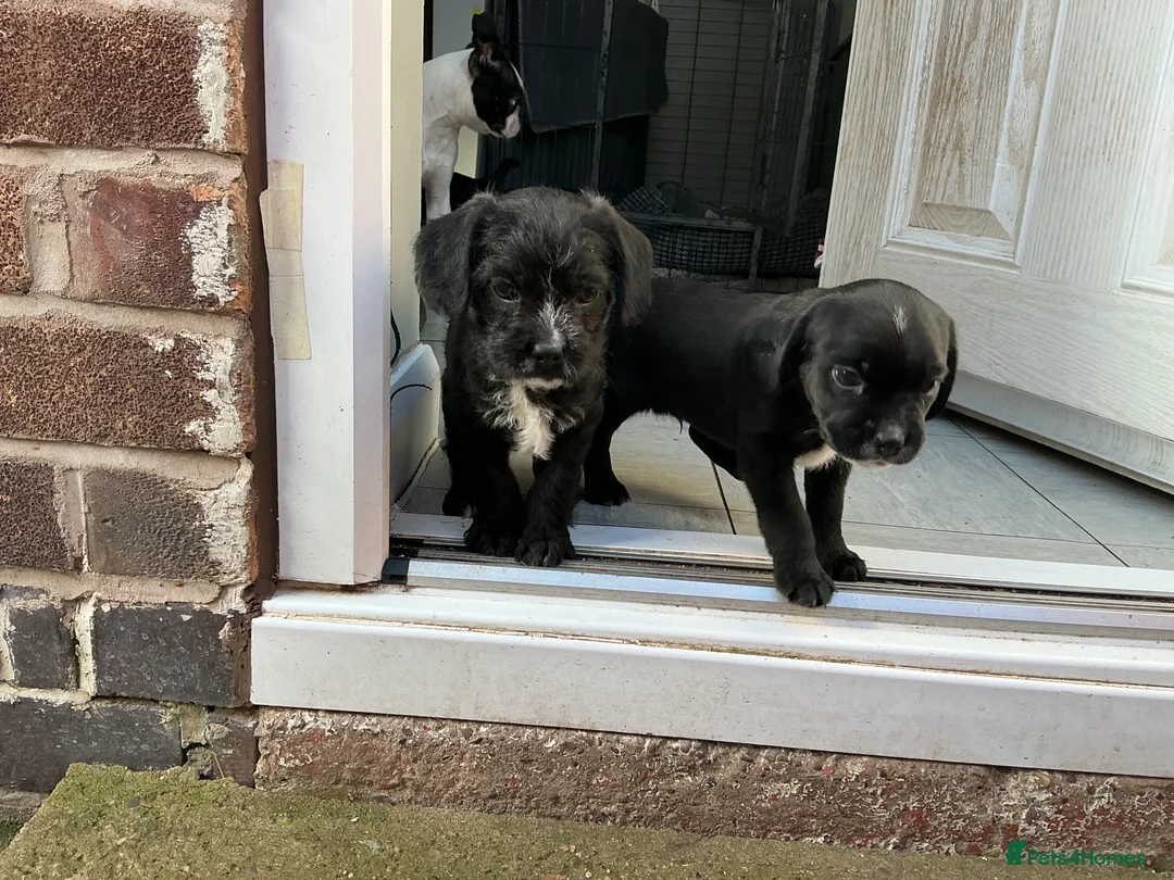 Mixed Breed dogs for sale: BOSSIPOO  - Advert 1
