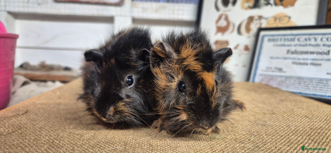 Guinea Pig rodents for sale: Baby abysinnian guinea pigs - Image 3