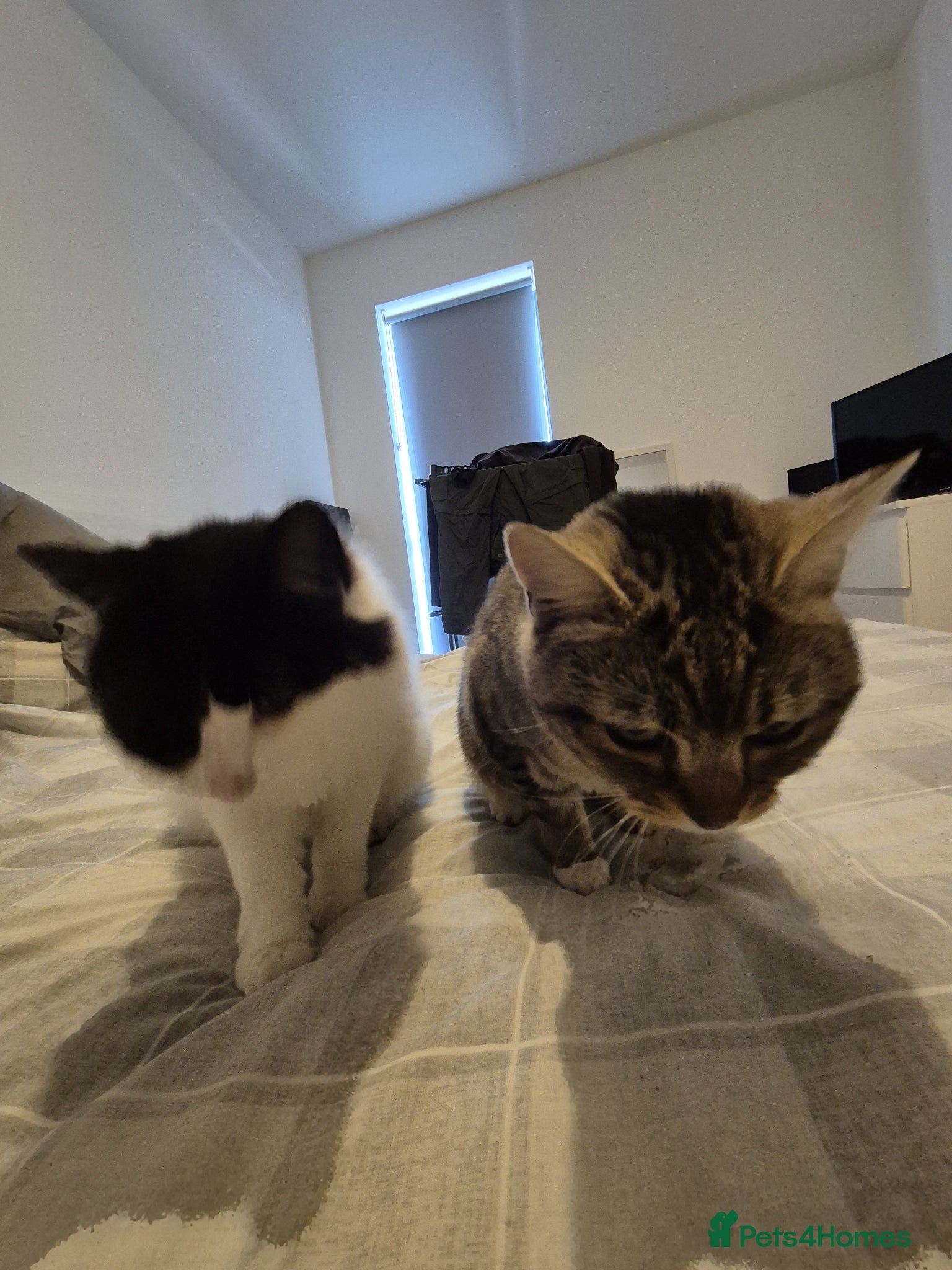 Domestic Shorthair cats 2 Female Young Cats - Advert 1