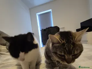 Domestic Shorthair cats 2 Female Young Cats - Advert 1