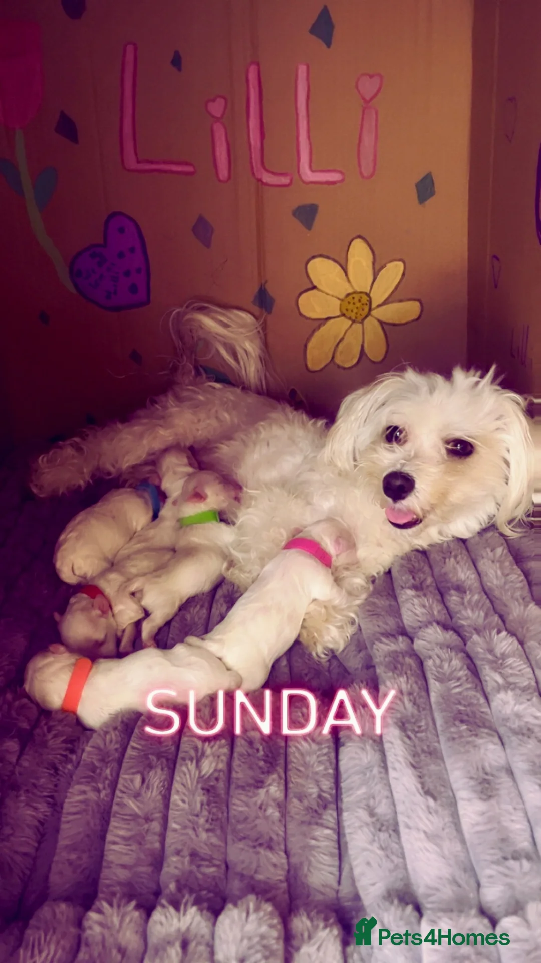 Maltese dogs for sale: 🤍 Beautiful Maltese Puppies – Ready to Reserve 🤍 - Advert 1