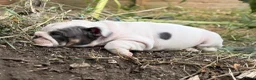 English Bulldog dogs for sale: Rare mini english bulldogs  - Advert 9