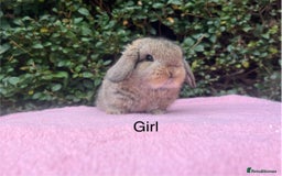 Mini Lop rabbits for sale: Mini lops and mini double maned lionheads  - Image 8