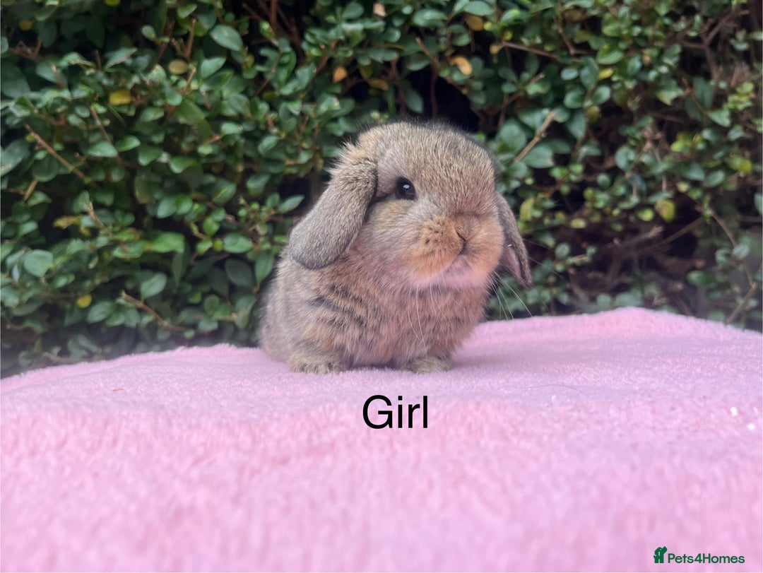 Mini Lop rabbits for sale: Mini lops and mini double maned lionheads  - Image 8
