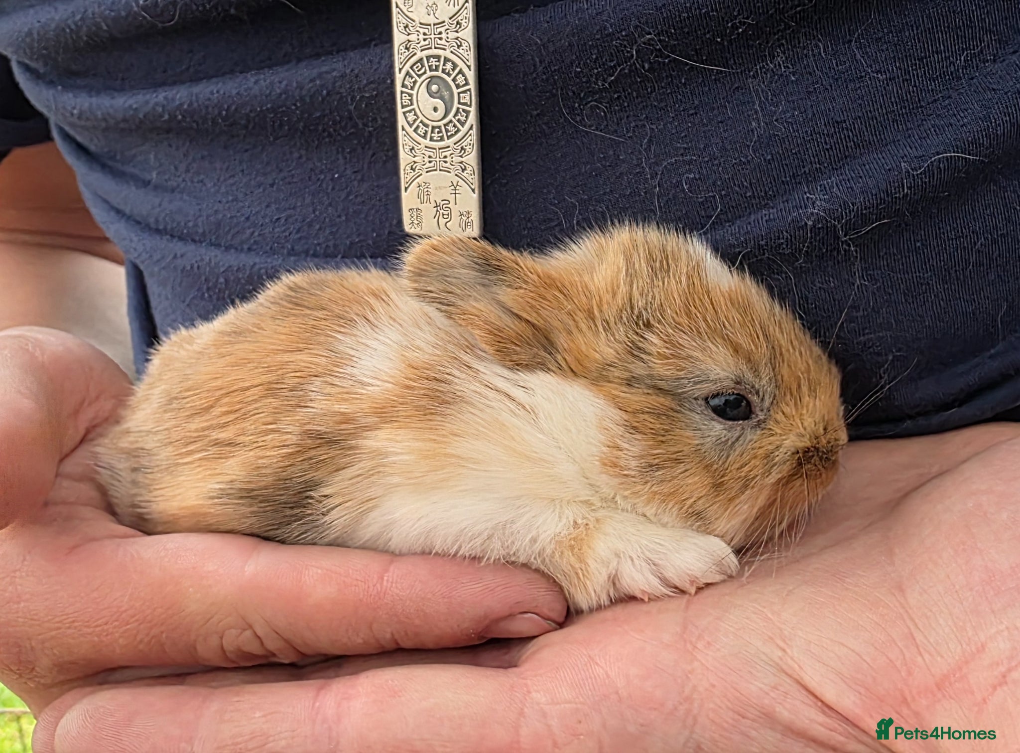 Mixed Breed rabbits Beautiful babies looking for forever families - Advert 1