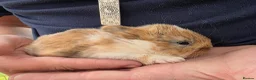 Mixed Breed rabbits for sale: Beautiful babies looking for forever families - Advert 1