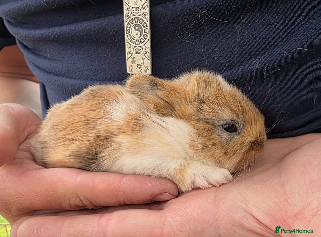 Mixed Breed rabbits for sale: Beautiful babies looking for forever families - Advert 1