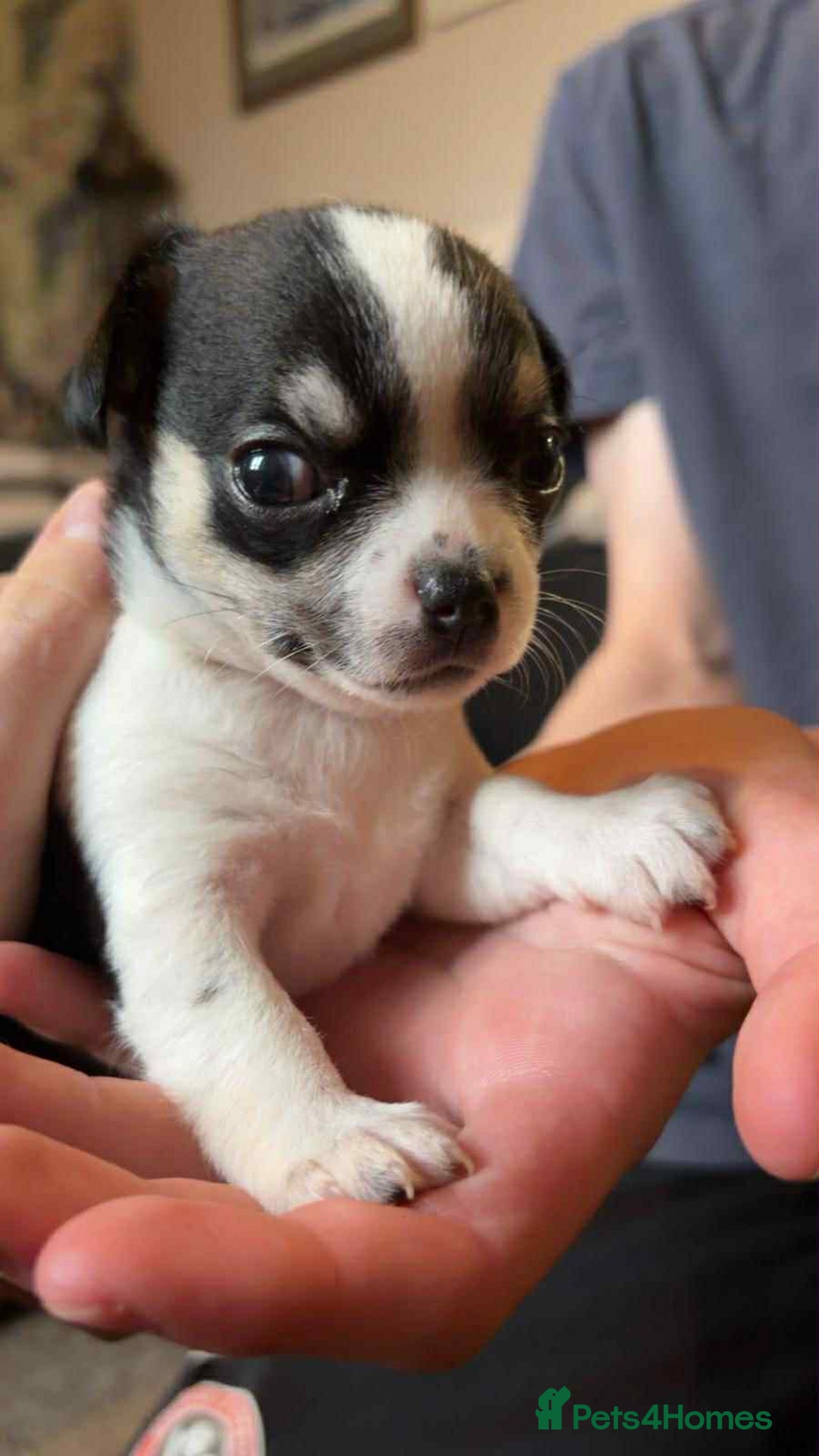 Chihuahua dogs for sale: Chihuahua pups. - Advert 5