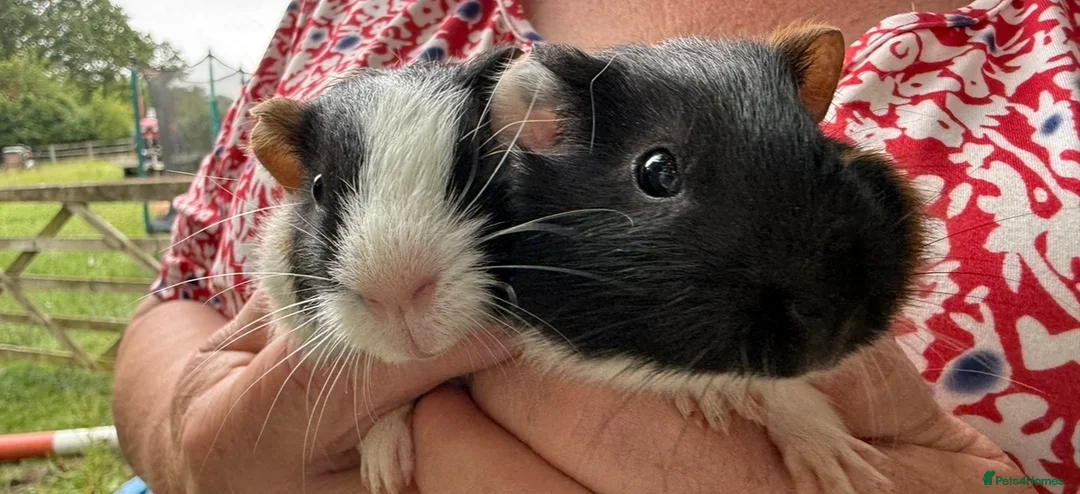 Guinea Pig rodents for sale: 2 x Boy Guinea Pigs - Advert 2