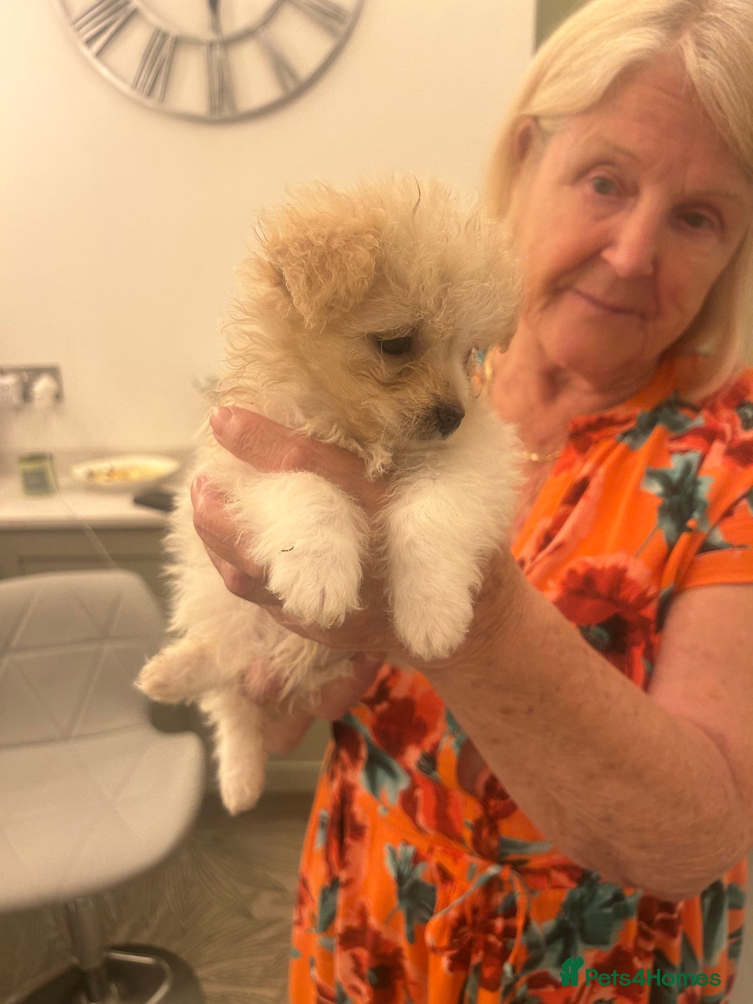 Mixed Breed dogs for sale: Beautiful Pomachons  - Image 6