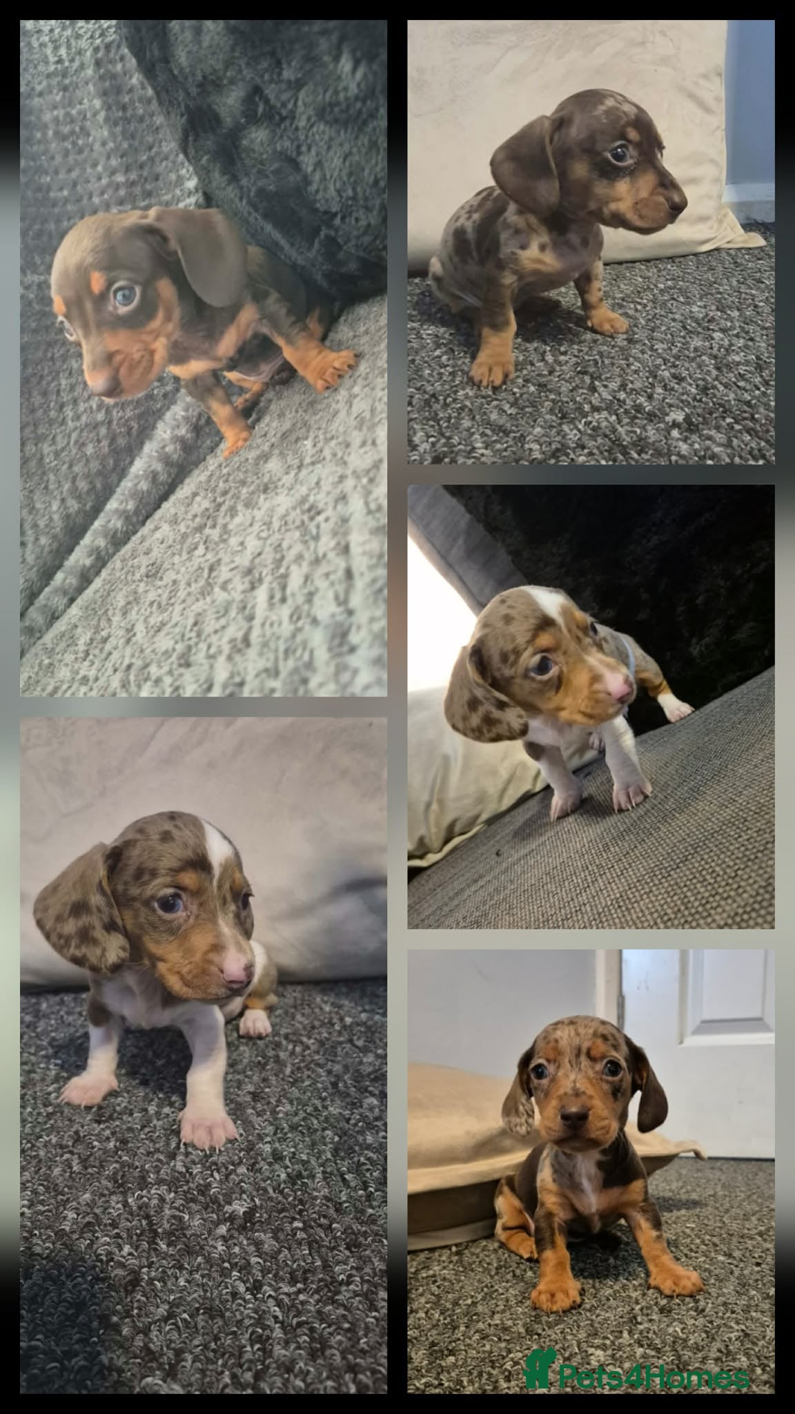Miniature Dachshund dogs Miniature Dachshund  - Advert 16