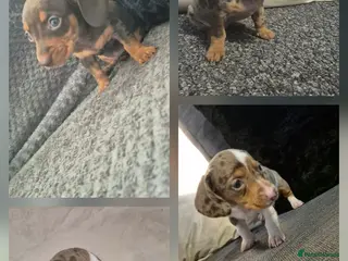 Miniature Dachshund dogs Miniature Dachshund - Advert 1