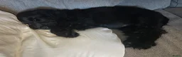 Cocker Spaniel dogs for sale: 4 month old show type cocker spaniel  - Advert 4