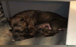 American Bully dogs for sale: Classic American pocket bullys - Image 1