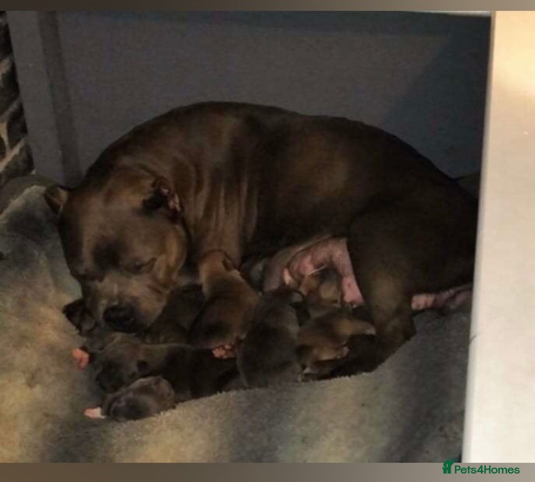 American Bully dogs for sale: Classic American pocket bullys - Image 1