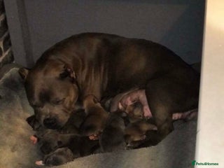 American Bully dogs - Advert 11