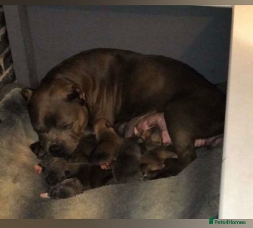 American Bully dogs - Advert 5