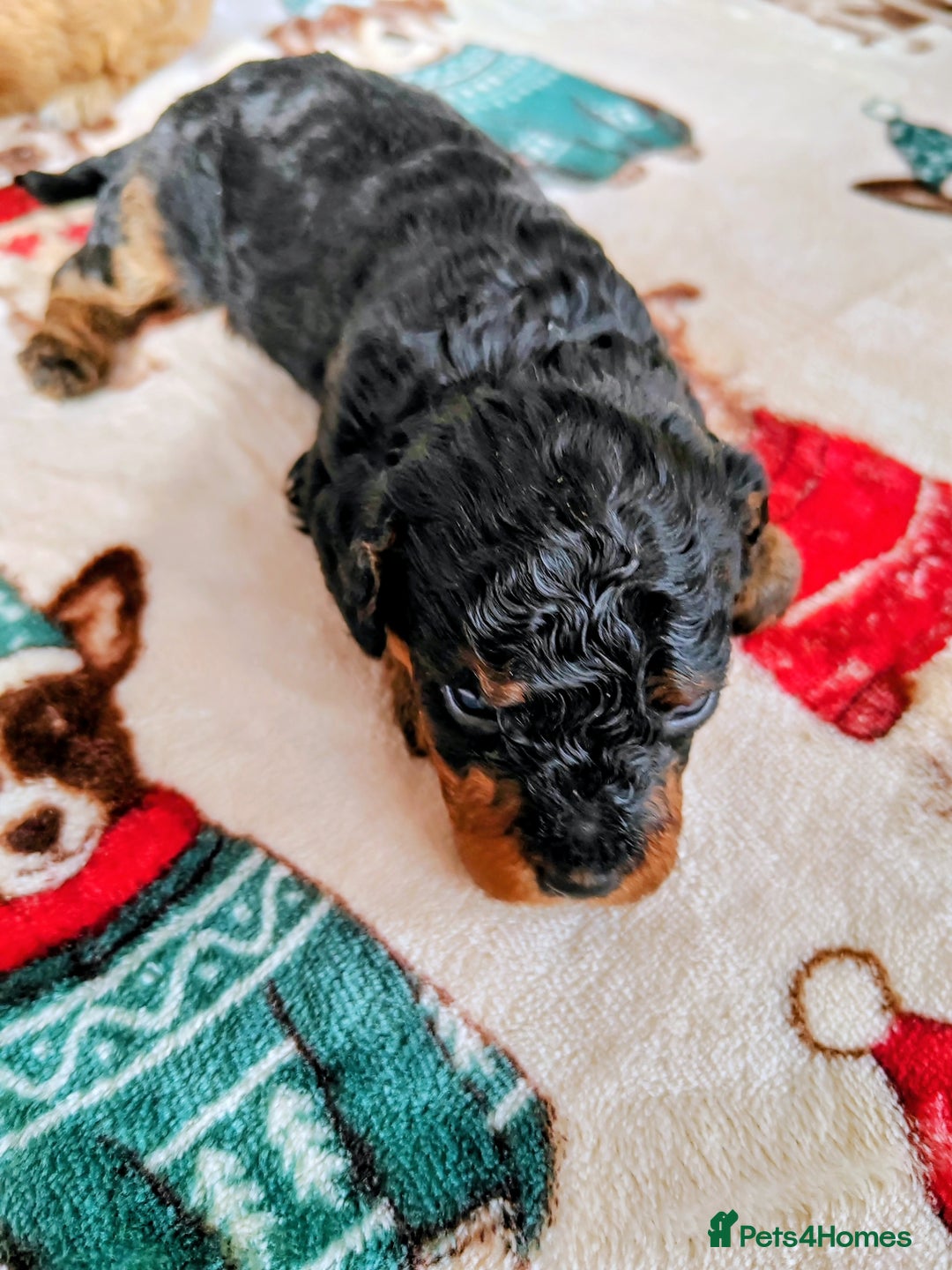 Cavapoo dogs for sale: TOY CAVAPOO DNA TESTED PARENTS AND GRANDPARENTS  - Image 14