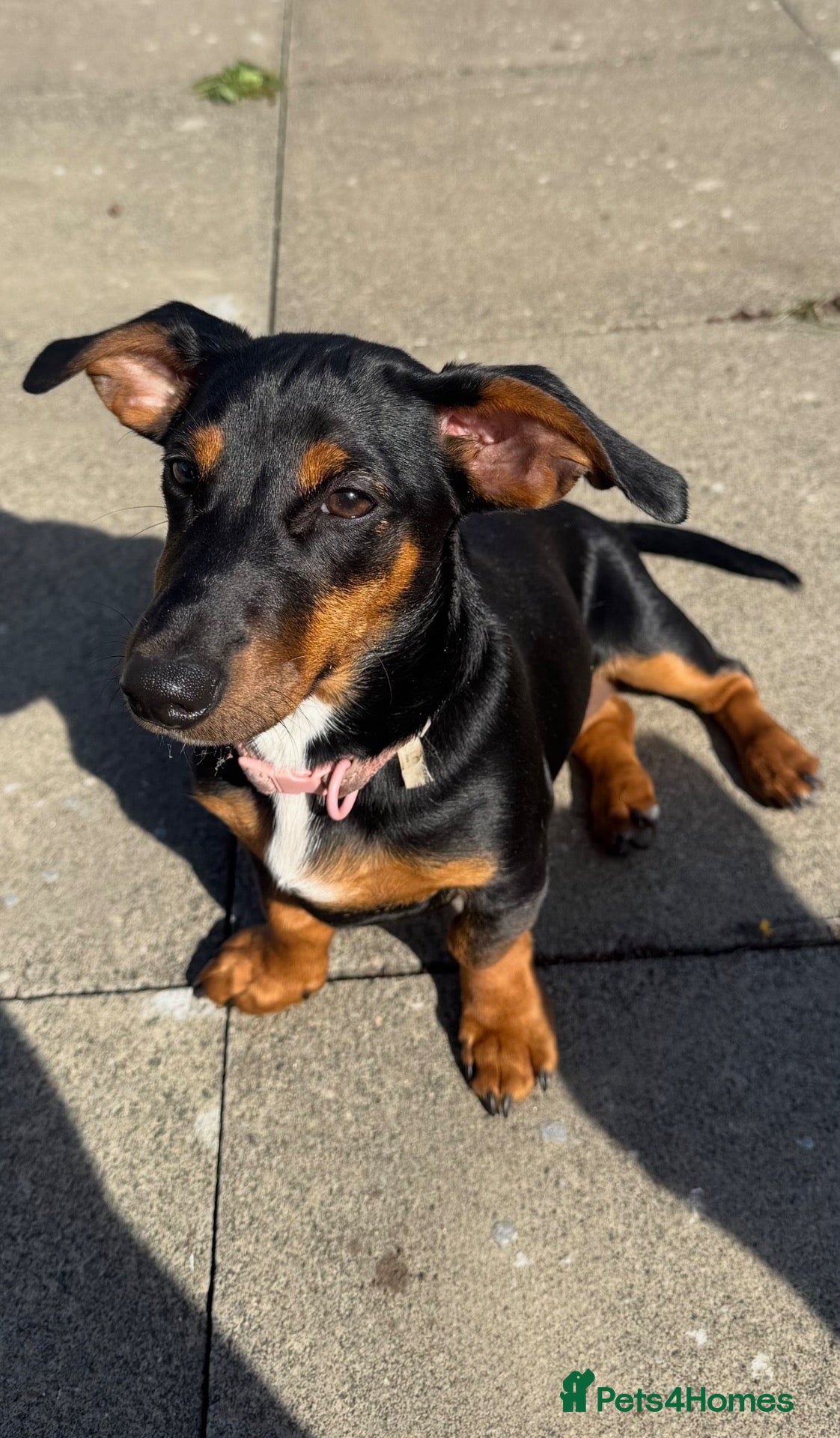 Dachshund dogs Rehoming  - Advert 4