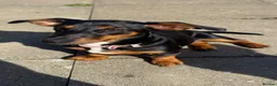 Dachshund dogs for sale: Rehoming  - Advert 1
