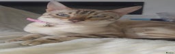 Bengal cats for sale: ✨ Planned Litter – Luxury Snow Bengals | Spring ✨ - Advert 2
