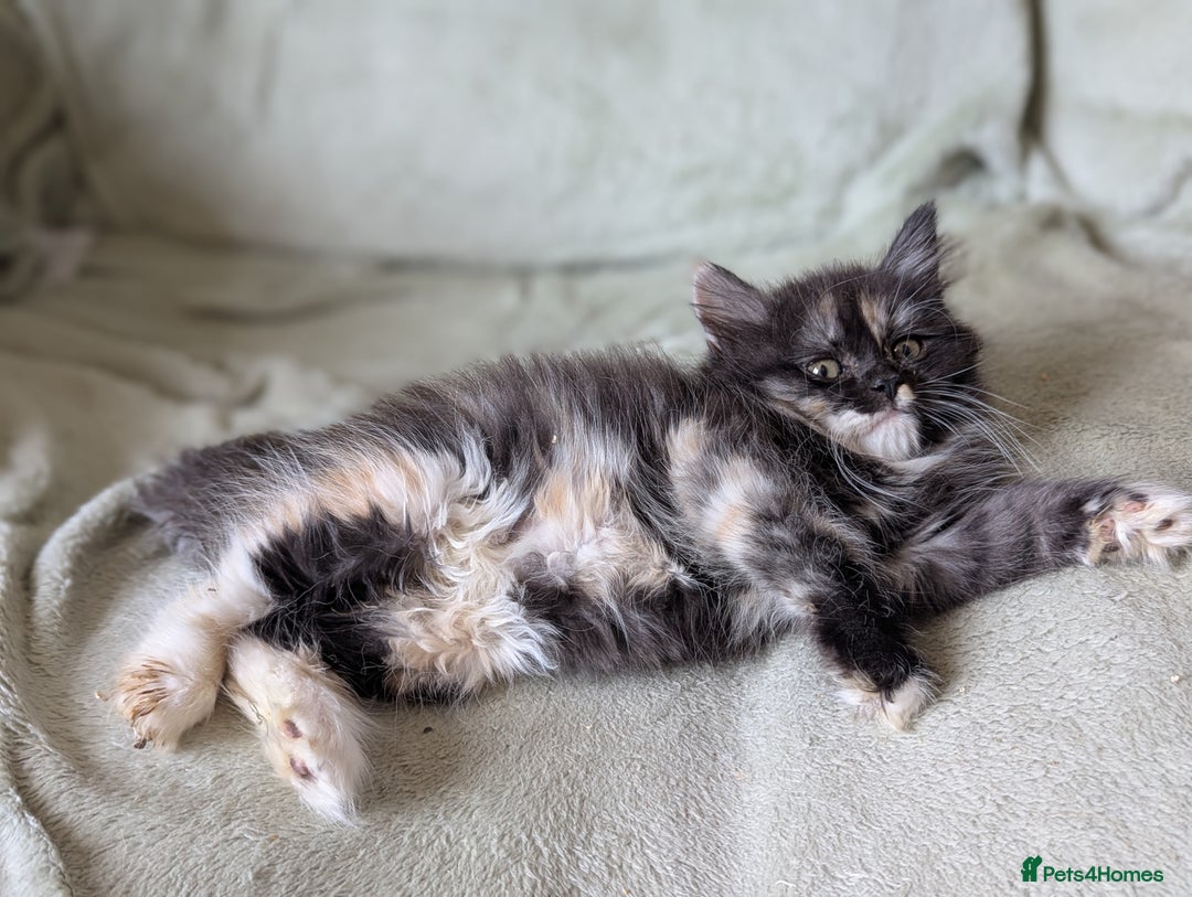Maine Coon cats for sale: Maine coon X Persian kittens - Image 2