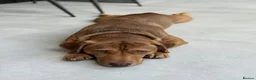 Mixed Breed dogs for adoption: Short Oso - Advert 35