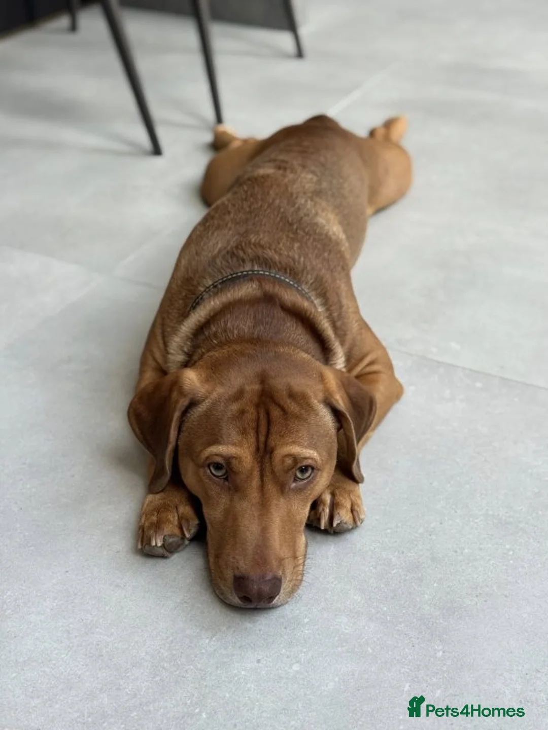 Mixed Breed dogs for adoption: Short Oso - Advert 35