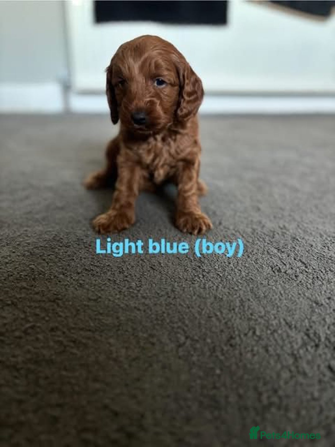 Cockapoo dogs for sale: Beautiful cockapoo puppies  - Advert 2