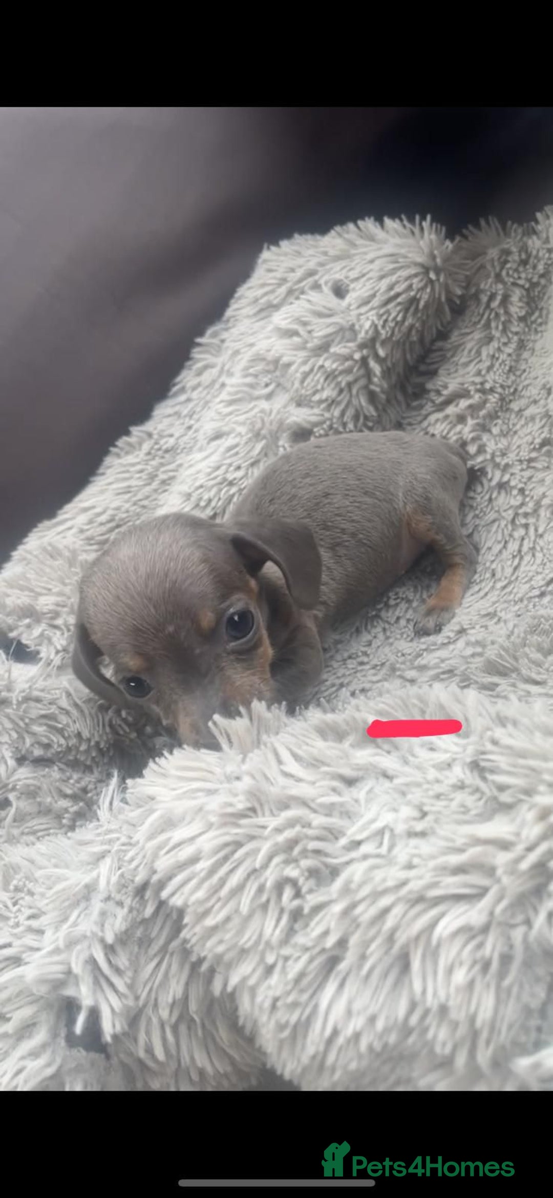 Dachshund dogs for sale: READY to leave dachshund puppy’s for sale  - Image 8