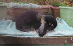 Mini Lop rabbits for sale: Pretty Female & Male Minilop Baby Rabbits - Image 2
