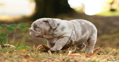 English Bulldog dogs - Advert 2