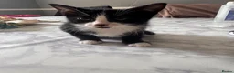 Mixed Breed cats for sale: Kittens for sale in London - Advert 11