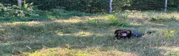 Mixed Breed dogs for sale: 6 year old beautiful boy looking for home - Advert 4
