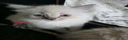 Ragdoll cats for sale: Ragdoll Lynx Point Kittens - Advert 8