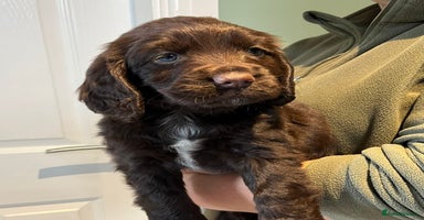 Cocker Spaniel dogs - Advert 4