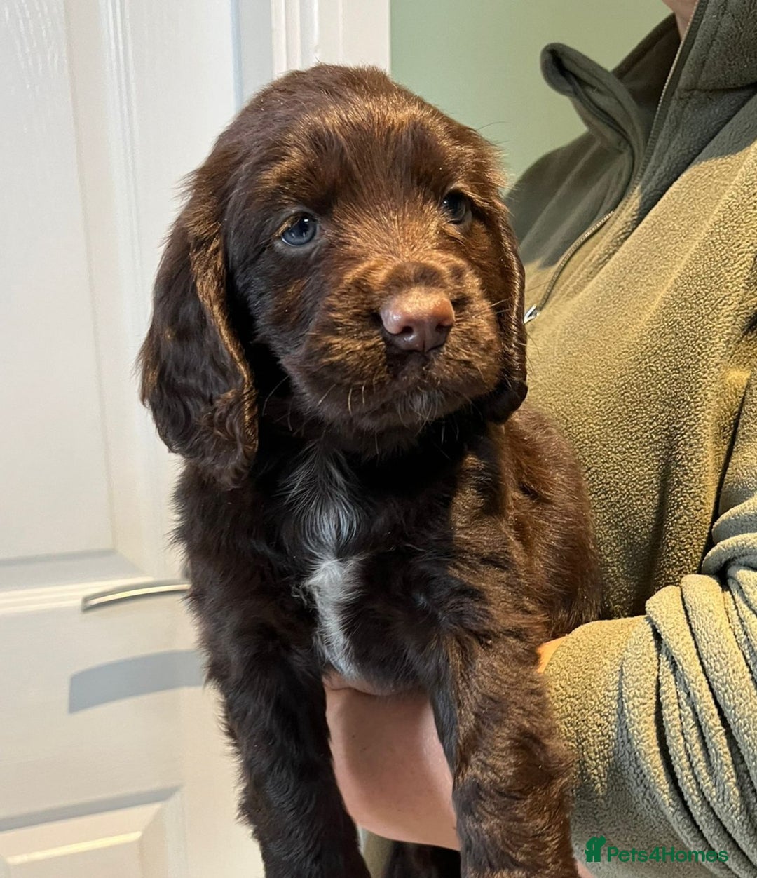Cocker Spaniel dogs for sale: Chocolate working cocker - Image 2
